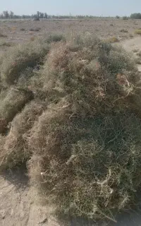 خار