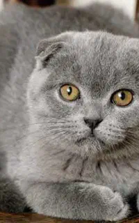 گربه ماده بالغ غیر عقیم