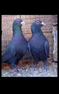 کفتر بیله ای 20تایی پیام بده