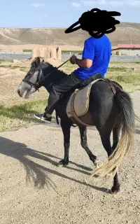 اسب جوان 4ساله