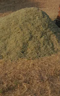 گیاه خرمان کوب