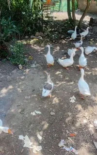 غاز