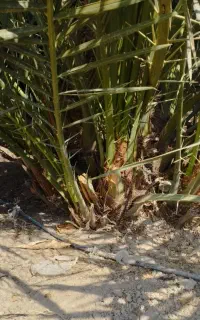 نخل پاجوش برحی بچه نخل برحی
