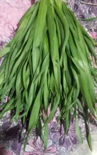 بیلهروتره تجیک