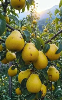 تولید نهال ارقام گلابی