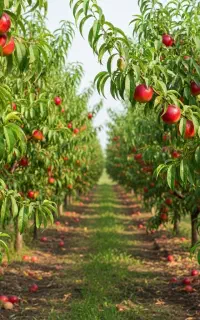 فروش نهال شلیل+ رقم تجاری و پر بار ارسال فوری