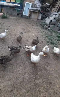 فروش اردک محلی ماده