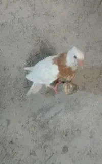 یه طوق زردی ازم رفته