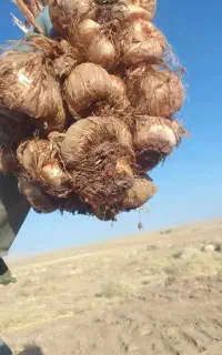 پیاز زعفران فروشی