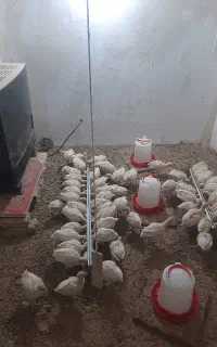 جوجه بوقلمون بیوتی