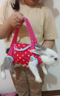 خرگوش خانگی چشم آبی جرسی