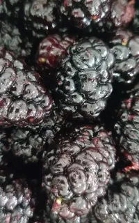 شاه توت درجه یک