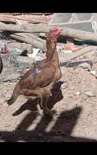 مرغ تخم گذار لاری