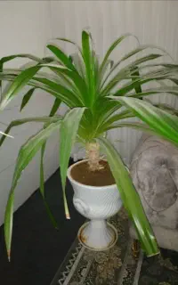 گل طبیعی