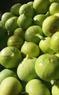 انجیل گلوگاه و ازمیر مخصوص خوشکبار