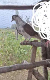 کبوتر ماده گرگی