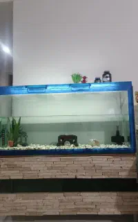 اکواریوم