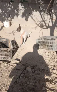 پاکوتاه