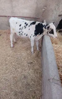 گوساله نر