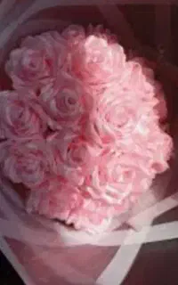 گل ربانی رز