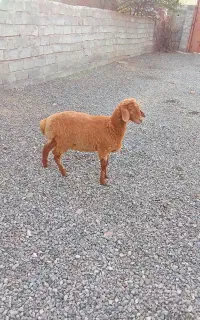 بره