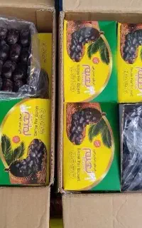 خرمای مضافتی کارتن ۱۲