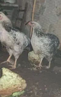 مرغ خروس برهما