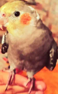 گمشده