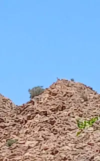 کود بوقلمون
