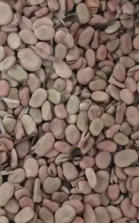 باقله خشک