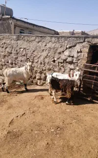 بزغاله نر