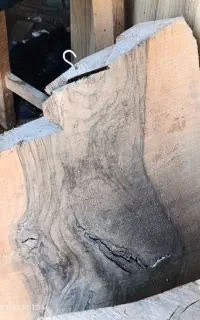 گردوسیاه .توت.اوجا