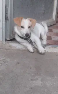 سگ ماده پاکوتاه.۷ماهه
