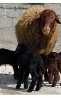 میش افشار  و بز