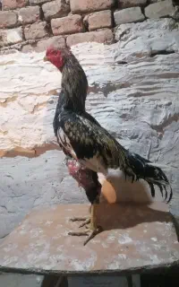 خروس لاری