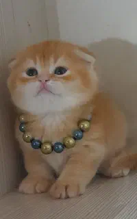 گربه گلد کاملا خانگی