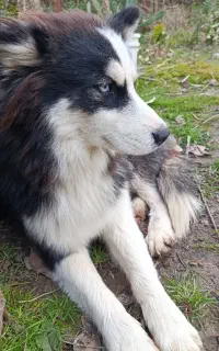 سگ‌ نگهبان / هاسکی / ژرمن / بومی واگذاری