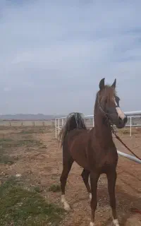 اسب