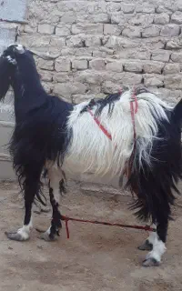 بز خشک جوان دوزه