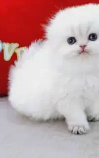 همدنی دوسداشتنی/ با تضمین سلامت