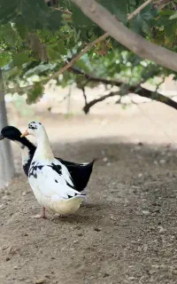 اردک