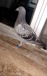 دوبر پلاک ۲۰۲۶