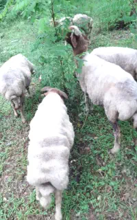 فروش گوسفند ماده