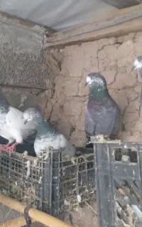 فروش کبوتر پاکستانی