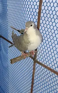 کفتر شهری خوشرنگ الماسی ماده