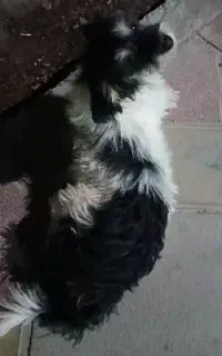 گمشده