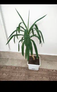 گل های زیبا