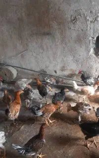جوجه محلی