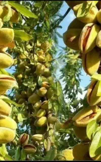 انواع نهال میوه و بادام وارقام دیگر