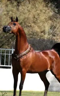 کره نریان سیلمی دوسر وادراتی